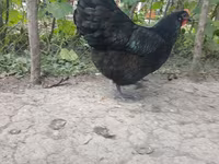 Australorp — zdjęcie 2