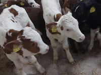 Bik, Simmental cattle — fotografija 1