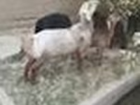 Ovan, Edilbay sheep — fotografija 8