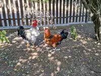 Chickens — zdjęcie 1
