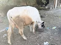 Toro, Ganado vacuno — foto 2