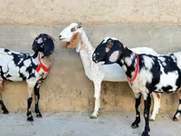 Goat, Beetal goats — photo 3