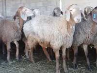 Қошқар, Arashan sheep — 5-сурет