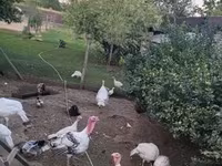 Turkeys — 写真 2
