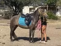 فرس, Hucul pony — الصورة 4