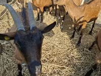 बकरा, Alpine goat — फ़ोटो 3