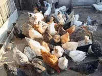 Chickens — fotografija 3