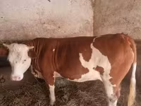 Krowa, Węgierska szara rasa — zdjęcie 3
