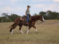 Koń, Quarter Horse — zdjęcie 4