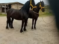 घोड़ा, Friesian — फ़ोटो 2