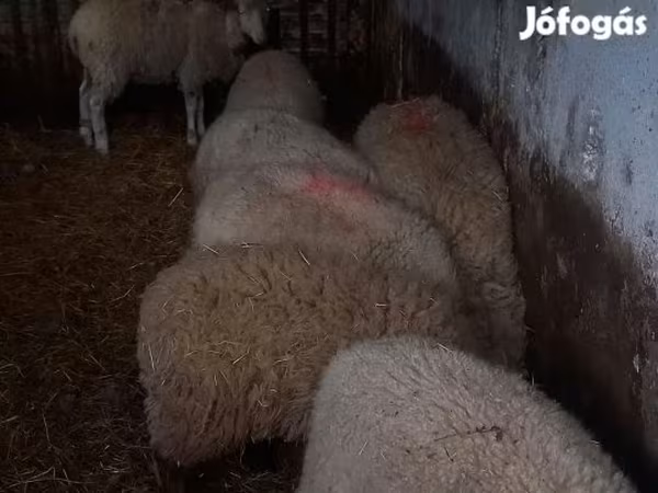 Owca, Owce — Węgry