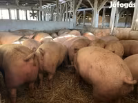 公猪, Pigs — 照片 4