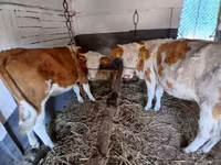 Сиыр, Simmental cattle — 1-сурет
