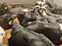 Bovinos (lote, sexo no especificado), Simmental cattle — foto 6