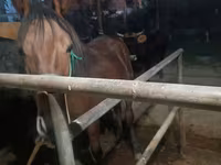 Kobila, Budyonny horse — fotografija 7