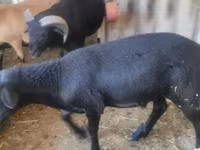 Billy Goat, Goats — photo 2
