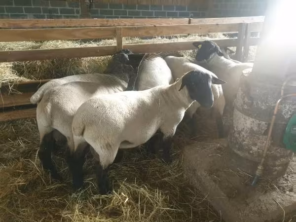 Ovca, Baerchuke sheep