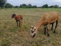 نعجة, Cameroon sheep — الصورة 3