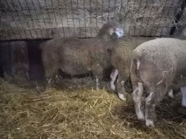 Bélier, Ile-de-France sheep