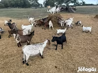 Ziege, Dutch Landrace goats — Foto 3