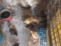 Chickens — fotografija 3