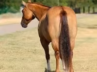 Kobila, Quarter Horse — fotografija 7