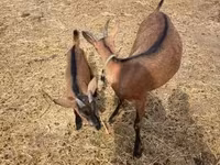 Теке, Alpine goat — 3-сурет