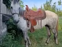 母马, Horses — 照片 3