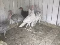 Turkeys — 照片 3