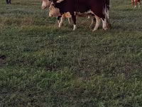 Bulle, Kasachische Weißkopfkuh — Foto 2