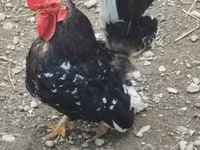 Chickens — Foto 3