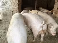 Qaban, Donuzlar — foto 1