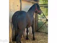 公马, Horses — 照片 2