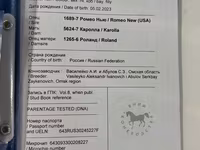 Kobila, Arabian horse — fotografija 6