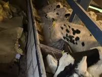 Cattle (batch, sex not specified), Russian Black pied cattle — photo 6