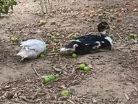 Ducks — photo 1