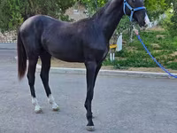 Pastuv, Akhal-Teke — fotografija 6