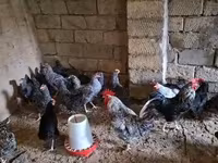 Chickens — fotografija 3