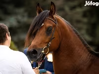 Pastuv, Arabian horse — fotografija 1