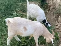बकरी, Boer goat — फ़ोटो 5