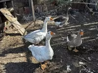 Geese — फ़ोटो 1