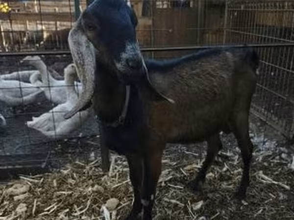 Cabra, Nubian Goat