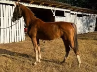 Stute, Dutch warmblood horse — Foto 3