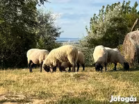 Widder, Tsigai sheep — Foto 4