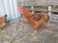 Chickens — Foto 3