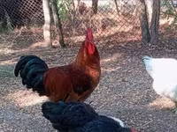 Ayam Cemani — zdjęcie 5