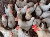 Chickens — photo 5