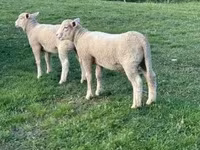 Қой, Ile-de-France sheep — 1-сурет