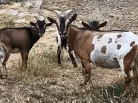 Kozioł, Kozy — zdjęcie 2