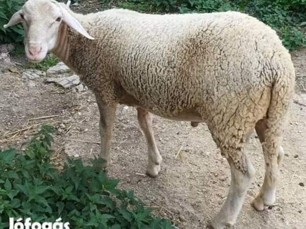 公羊, Luzein sheep